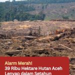 Alarm Merah! 39 Ribu Hektare Hutan Aceh Lenyap dalam Setahun