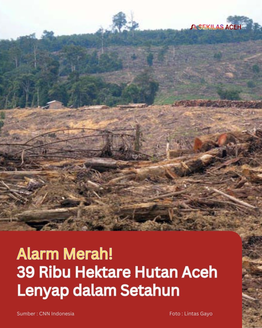 Alarm Merah! 39 Ribu Hektare Hutan Aceh Lenyap dalam Setahun