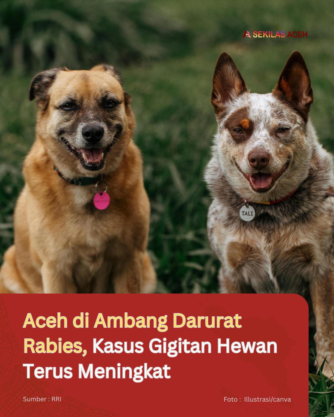 Aceh di Ambang Darurat Rabies, Kasus Gigitan Hewan Terus Meningkat