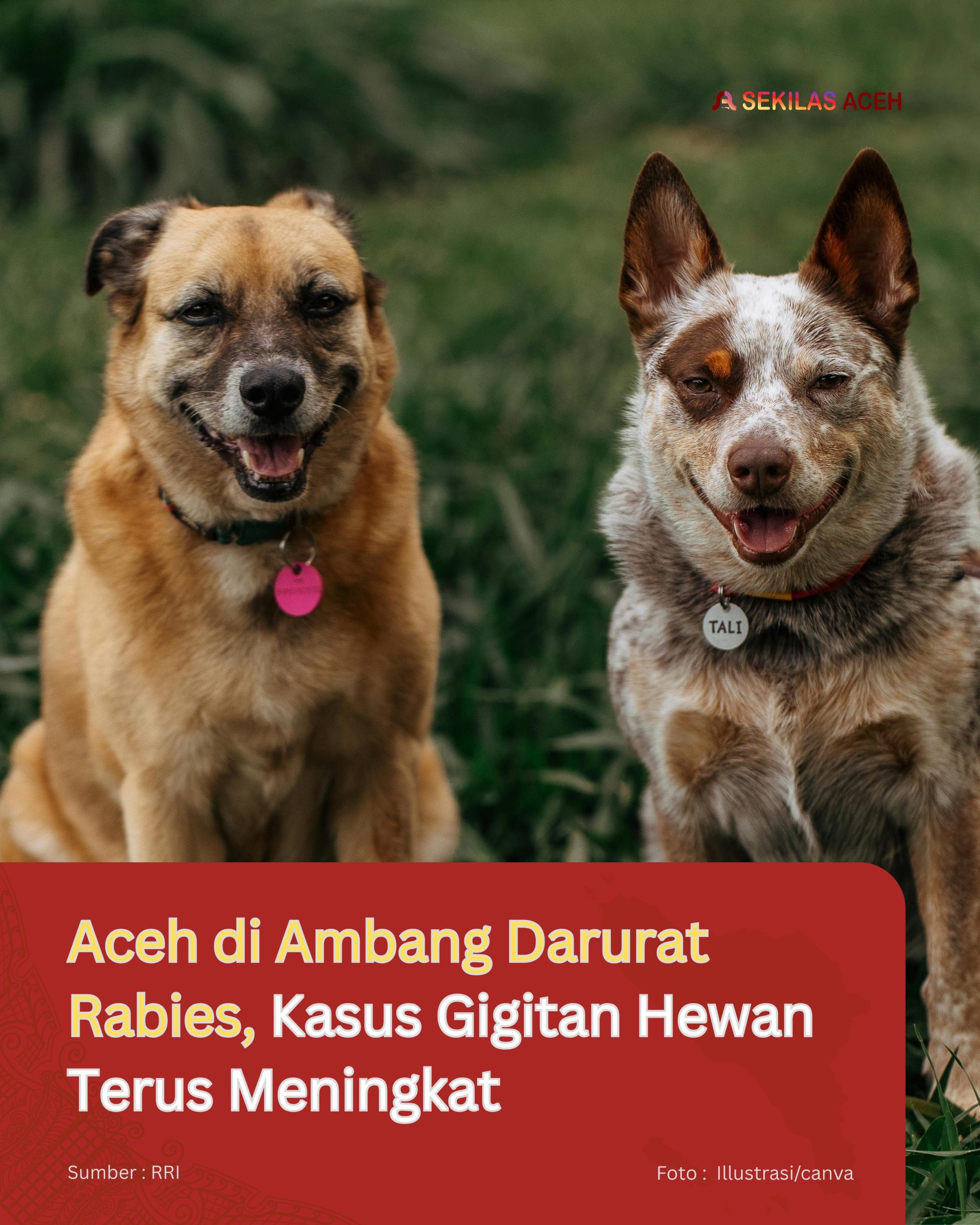 Aceh di Ambang Darurat Rabies, Kasus Gigitan Hewan Terus Meningkat