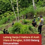 Ladang Ganja 2 Hektare di Aceh Utara di Bongkar, 3.000 Batang Dimusnahkan