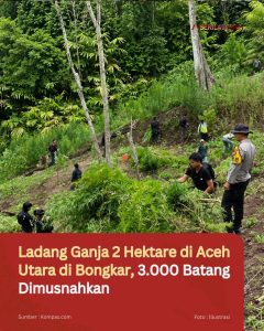 Ladang Ganja 2 Hektare di Aceh Utara di Bongkar, 3.000 Batang Dimusnahkan
