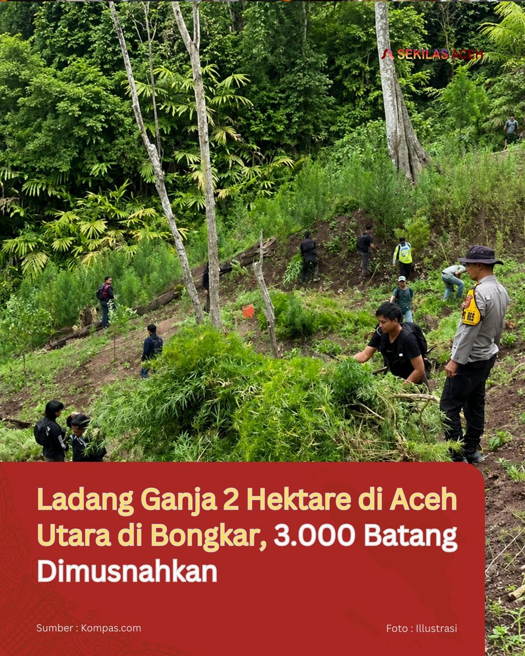 Ladang Ganja 2 Hektare di Aceh Utara di Bongkar, 3.000 Batang Dimusnahkan