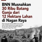 BNN Musnahkan 30 Ribu Batang Ganja dari 12 Hektare Lahan di Nagan Raya