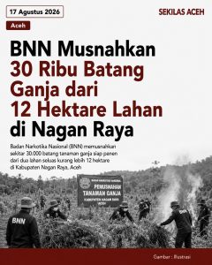 BNN Musnahkan 30 Ribu Batang Ganja dari 12 Hektare Lahan di Nagan Raya